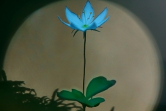 A-flower-portrait-of-the-artic-starflower
