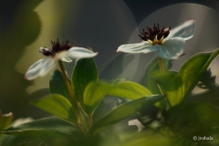 K4_Illuminated