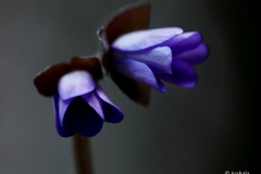 K4_Messengers_of_the_Spring