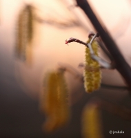 From shrubs to trees