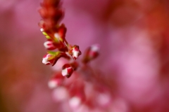 Sommitelma-vaaleanpunaisesta