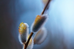 The-signs-of-spring-2