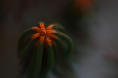 Winter-colours-of-marsh-Labrador-tea