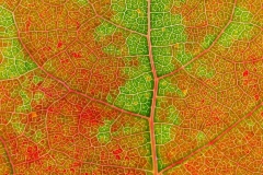 haavanlehti-lahikuvassa-2