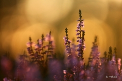 kanervat-auringonlaskussa-2