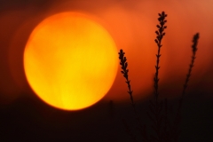 kanervat-ja-palloaurinko-2