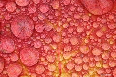 kastepisarat-haavalehdella-2