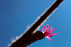 pahkinapensaan-emikukka-2