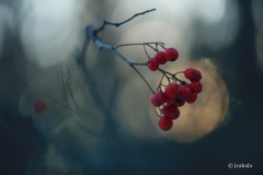 pihlajat-ilta-auringossa-2