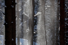 snow-fall-trees