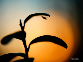 Our little friends 