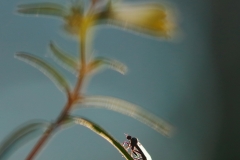 Auringonpalvoja-VLK2018