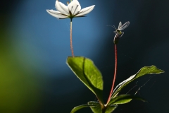 K3_A_Flower_Replacement-GDT2016