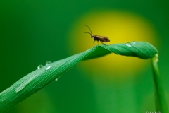 K3_A_Tiny_Model-GDT2017