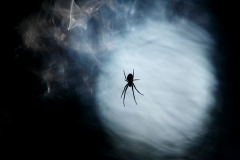 K3_Spider_of_the_Cosmos