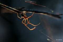 Metellina-mengei-or-segmentata