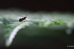 Micropterix-aureatella-mandibulate-archaic-moths