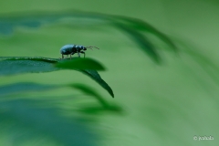 Phyllobius-maculicornis-or-argentatus-V2-2
