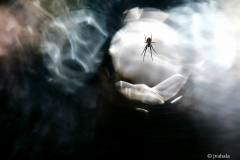 Spider-in-the-universe