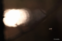 Valoa-kohti-surviaissaaski