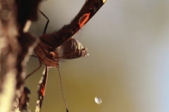 amiraalin-hata-uusi2