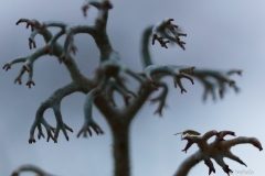 collenbola-2