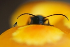 david-and-goliath-uusi2