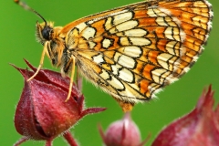 hopeataplan-profiili