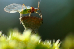 kirva-torvijakalalla