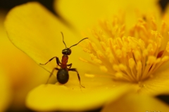 muurahainen-rentukalla