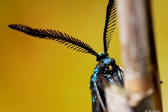 ramevihersiipi-uusin