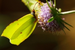 sitruunaperhoset-2