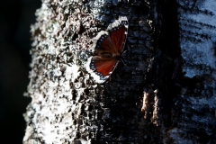 suruvaippa-koivun-rungolla-2