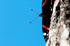 tahystava-amiraali-2