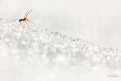 tiedustelija-lumella-2