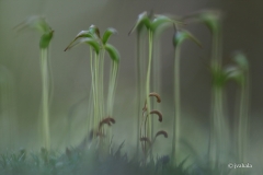 ERILAINEN-METSA-V2-2