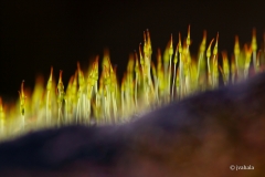 Grimmia-ramondii-tierakivisammal