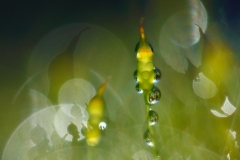 K4_After_the_Mist-GDT2108