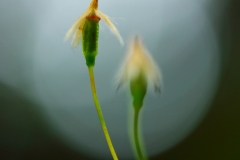 K4_Different_Kind_of_Flowers