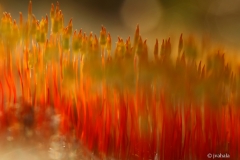 Karhunsaammalet-kevaalla-2