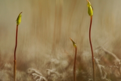 Karhunsammalkolmikko-2