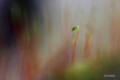 SATUMETSAN-YKSINAINEN-V2-2