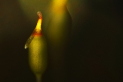 Sammalen-muotokuva-IG-v2-2