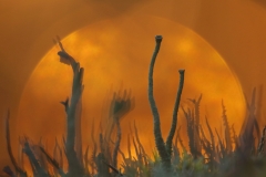 jakalat-auringossa-2