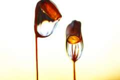 karhunsammaleet-kylvyssa