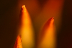 karhunsammaleet-suurennus-2