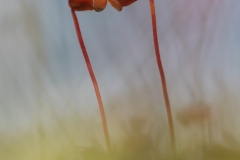 karhunsammalkaksikko-2