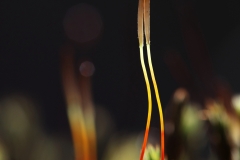 karhunsammalleet-kevaalla