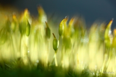 kivitierat-tulessa-2