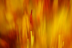 metsakulosammal-tulessa-2